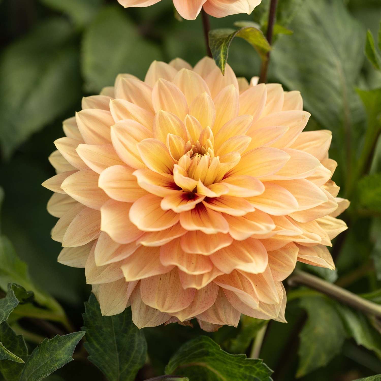 Dahlie 'Nicholas'
